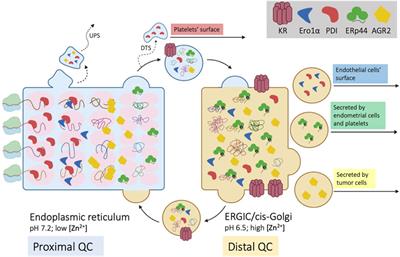 Selective Secretion of KDEL-Bearing Proteins: Mechanisms and Functions